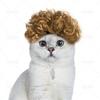 Peruca explosiva para gato de estimação, cabelo curto bagunçado com sensação fofa, pequeno e cacheado, adereço de cabeça para fantasia de feriado, atacado transfronteiriço