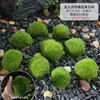 Césped de Musgo Biónico Artificial Falso Musgo Verde Plantas Verdes Material de Paisajismo Arreglo de Micro Paisaje Césped Maceta Pavimentación