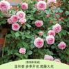 Rosa Grande Muda Flor de Rosa Muda Trepadeira Rosa Floresce em Todas as Estações Flores Extra Grandes Fragrância Forte Planta Trepadeira Rosa Flor de Parede Rosa Planta em Vaso