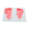 Frete Grátis para Modelo de Sutura Oral para Ensino Médico Módulo de Dente Artificial de Silicone Treinamento de Nós de Sutura Oral