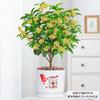 Una Pieza de Dropshipping Plántulas de Osmanthus de Cuatro Estaciones, Florales Resistentes al Frío, Plantas en Maceta de Osmanthus Dorado para Balcón, Montones Viejos de Patio, Período de Floración de Aroma Fuerte