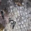 Adesivos de Manicure Finos e Resistentes Transfronteiriços, Adesivos para Unhas, Adesivos Auxiliares de Manicure de Estrela, Lua e Nó de Serpente, Acessórios de Diamante para Unhas Desgastáveis