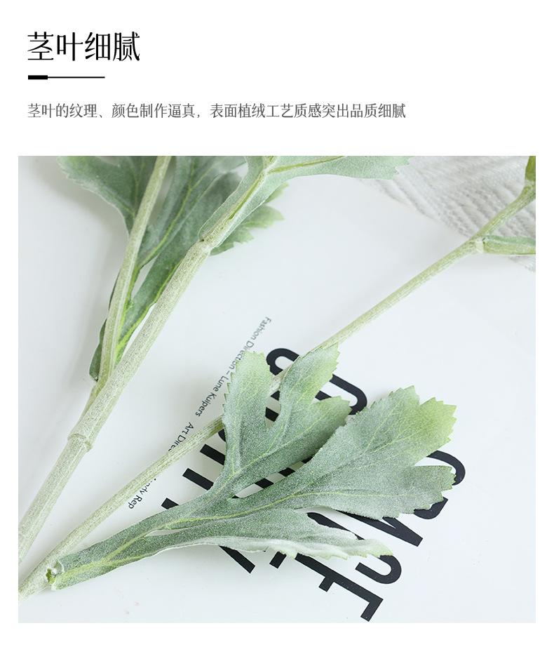 3头梦柏露莲_15
