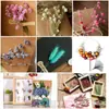 Flores Secas DIY Flores Imortais Pétalas de Flores Naturais Relevadas Pacote de Material Relevado Vela de Aromaterapia Fabricante de Material Floral Atacado