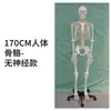 Modelo de Esqueleto Humano 1:1 para Adultos 170cm Esqueleto Humano Padrão Crânio Médico Esqueleto Espécime Anatômico