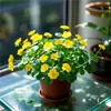 Planta de Centella Asiática en Flor para Atraer Riqueza, Planta Hidropónica para Escritorio de Oficina, Flor de Planta del Dinero para Cultivo en Agua Interior