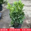 Plantas de Flores de Interior en Maceta Milán Purifican el Aire, Fragancia Fuerte, Florecen en Todas las Estaciones, Son Fáciles de Mantener y Son Plantas Verdes de Vainilla Anti-Mosquitos
