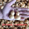 Calabaza Natural Pequeña Americana Retorcida a Mano Fondo Gordo Punta Puntiaguda Calabaza Irregular Altura 4-7 cm Envío Aleatorio 9.9 Yuan Envío Gratis