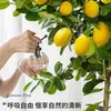 Árvore de limão Four Seasons Fruit em vaso com frete grátis, varanda com mudas de brotos de frutas, plantas de pátio, árvores frutíferas, plantas verdes para ambientes internos