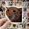 100 Adesivos de Memes de Gato, Gato Fantasma Fofo Ins Pacote de Expressões Engraçadas, Adesivos de Material Divertido Atacado