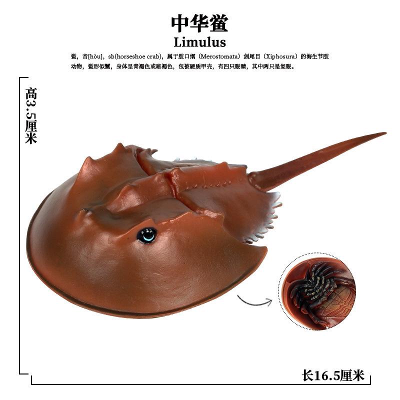 中华鲎