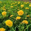 Plántulas de Girasol de Doble Pétalo Inmortales con Raíces y Brotes Enviadas en Maceta Florales Balcón Plantas Verdes Florecientes