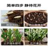 Dropshipping de Plántulas de Flor de Lirio de los Valles, Plantas en Maceta, Ramilletes de Capullos, Bulbos que Florecen en Todas las Estaciones y son Fáciles de Mantener en la Sala de Estar y la Oficina