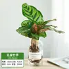Plantas Hidropónicas, Plantas Verdes, Flores, Plantas de Interior Fáciles de Cultivar, Rábano Verde, Ciprés de Bambú, Bambú de la Suerte, Potos, Monstera, Plantas de Hoja Redonda Pequeña, Plantas de Escritorio en Maceta