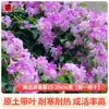 Plántulas de Flor Lingxiao Resistentes al Frío, Enredaderas Trepadoras, Florales de Floración Cuatro Estaciones, Plántulas Grandes, Plantas Verdes, Plantas en Maceta, Florales de Petardos para Patio Balcón, Glicina