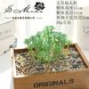 004 Cabeza de Flor de Planta Suculenta Verde Afelpada Suministros Creativos para Bricolaje Accesorios para Colgar en la Pared Decoración de Flores para el Hogar Planta Verde Shangyi