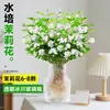 Jasmim Hidropônico Planta em Vaso Flores de Corte Fresco Base Yunnan Envio Direto Arranjo de Flores para Casa Planta Verde de Interior Floresce Quatro Estações