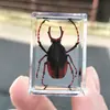 Especímenes Reales de Insectos en Resina Transparente, Pequeños Adornos Creativos para Enseñanza y Observación en Jardín de Infancia, Escorpiones, Arañas, Escarabajos