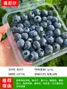Mudas de Mirtilo Árvore de Mirtilo em Vaso Mudas de Frutas Plantadas no Norte e Sul o Ano Todo Árvores Frutíferas Olho de Coelho Nebuloso Varanda Extra Grande com Frutas