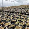 Planta en Maceta de Flor de Rosa con Raíces Viejas, Florece Todo el Año en Interiores, Flores Grandes con Aroma Fuerte, Adecuada para Ver en Balcón, Planta Verde para Entrega
