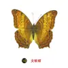 Especímenes Tridimensionales de Mariposas e Insectos Reales para la Educación Científica Infantil en Jardines de Infancia, con Alas Extendidas, Diseño de Estilo Fotográfico 1