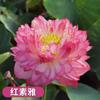 Loto Ornamental en Maceta Acuicultura Loto Comestible Plántulas Semillas de Lirio de Agua Nenúfares Semillas de Flores Plantas de Estanque Hidropónicas