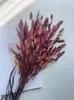 Flor Preservada Espiga de Trigo Pequena Espiga de Trigo Flor Preservada Flor Seca Decoração Acessório DIY Pacote de Material de Folhas Caixa de Flores Artesanal Tampa de Vidro