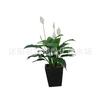 Plantas de follaje de interior en maceta para mesa con flores y plantas verdes, Palma blanca y Lirio de cala blanco