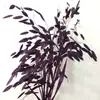 Flores Eternas Erva da Pequena Esperança Flores Secas Flores Verdadeiras Branqueamento Cor acessórios de buquê absorção de cor Erva da Pequena Esperança Fábrica de Yunnan Atacado Flores Eternas