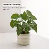 Plantas Verdes, Vasos Pequenos, Árvore da Fortuna Semelhante para Mesas de Escritório Internas, Mesas de Centro de Sala de Estar, Flores Artificiais e Arranjos Florais