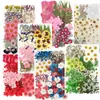 Flores Secas, Kit de Materiais para Prensagem de Flores Reais, Espécimes de Folhas Transfronteiriços, Espécimes de Plantas de Flores Prensadas DIY, Pétalas de Flores Secas para Resina para Artesanato