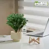 Plantas Pote Relaxantes Pinheiro Azul na Sala de Estar e Mesa de Escritório Ornamentos de Plantas Verdes para Purificar o Ar Plantas de Humor o Ano Todo