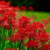 El Otro Lado del Bulbo de Flor Semilla Manzhu Shahua Flor Roja Intercambio Brocado Piedra Ajo Bulbo Grande Flor de Balcón Flor de Ajo Bulbo de Ajo
