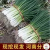 Plántulas de cebolleta locales de Henan, frescas todo el año, no cebolletas pequeñas, 0.5 kg envío gratis, recién desenterradas y enviadas, plántulas con raíces