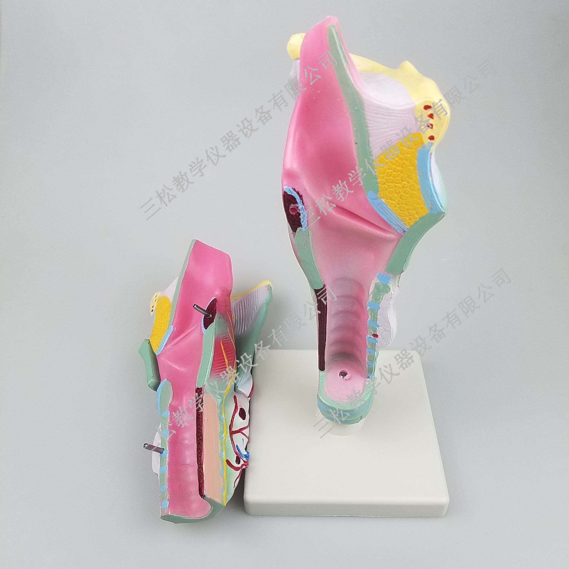 PVC喉解剖模型细节图2_副本