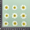Crisantemo de Cristal Blanco Flor Seca Especimen de Planta en Relieve DIY Hecho a Mano Marco de Fotos Marcapáginas Vela de Aromaterapia Pegamento Decoración de Carcasa de Teléfono