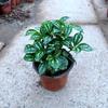 Perene, Amantes da Sombra, Planta Verde Úmida, Planta Envasada Frondosa, Grama da Neve, Flor de Água Fria, Planta Ornamental de Mesa de Escritório