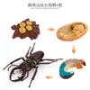 Simulación Transfronteriza Modelo de Araña Real Unicornio Insecto Juguetes para Niños Mariposa Abeja Adornos de Animales