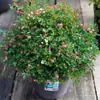 Plántulas de Rosa Gypsophila Ultra Finas, Plántulas de Rosas Florecientes, Florales de Maceta de Cuatro Estaciones, Plantas Trepadoras, Rosales y Plantas Verdes