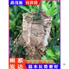 Bolsas para plántulas de tela no tejida bolsas para plantar en el jardín bolsas para árboles tazas para plántulas engrosadas macetas de vivero bolsas de nutrientes bandejas para plántulas bolsas para plantas de belleza
