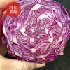 Semillas de Col Morada Nube Morada Semillas Hui Moradas Col Morada Col Semillas de Col Perla Morada Col Morada