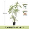 Haihong Mismo Estilo Interior Grande de Alta Gama Lujo Ligero Adornos de Decoración de Planta Pseudo Bambú Nantian Simulación Planta Verde Junto al Sofá