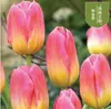 Semillas de bulbos de tulipán, bulbos holandeses de pétalo simple de 5 grados, flores de interior en maceta, florecen todo el año, fáciles de cuidar, aptos para cultivo hidropónico, venta al por mayor