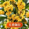 Plántula de Osmanthus en Maceta Osmanthus Dorado Osmanthus de Cuatro Estaciones Tipo Flores de Fragancia Rica Interior Exterior Patio Balcón Siembra en Suelo Fácil de Cultivar Plantas Verdes