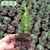 Sementes de Tomilho, Orégano, Alecrim, Sementes de Manjericão, Plantas Verdes, Limão Hortelã Comestível para Varanda em Todas as Estações