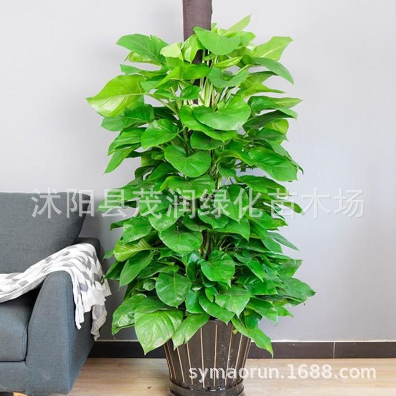 绿萝07JPG