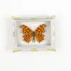 Mariposa Ojo de Esmeralda Azul Mariposa Real Imán para Refrigerador Espécimen Marco de Fotos Terminado Regalo de Gama Alta Pintura Decorativa