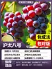 Paquete de Envío Directo de Una Pieza de Plántulas de Uva, Variedad Rosa Sunshine, Adecuado para Plantar en Jardines y Balcones, Se Puede Cultivar Tanto en Regiones del Norte como del Sur, Árboles Frutales con Tierra y Hojas, Plantas en Maceta
