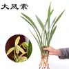 Orquídeas con flores preciosas Plántulas de orquídeas con aroma intenso Orquídea tinta Orquídea de primavera Jianlan Orquídea para todo el año Flores de interior y plantas verdes Plantas en maceta