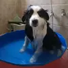 Al por mayor de fábrica piscina plegable de agua para mascotas, bañera para perros, piscina portátil para exteriores, bañera de limpieza para gatos y perros